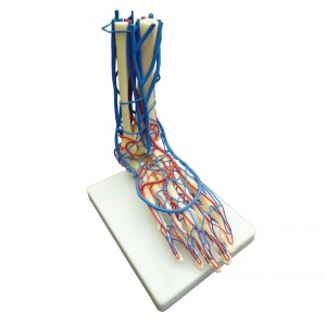 Vascular Foot Model